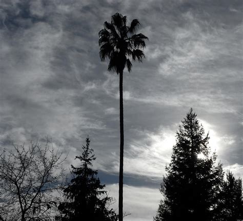 Silhouette Palm Tree California Photograph by Fabien White - Fine Art America