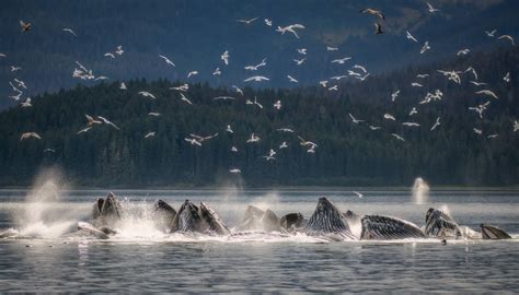 Pod of Humpback Whales feeding in Icy Strait | Smithsonian Photo ...