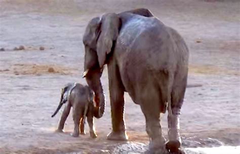 This Baby Elephant Doesn't Want to Finish Bath Time - Joy of Animals