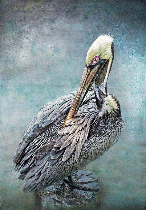 Pelican Preening Its Feathers by Melinda Moore