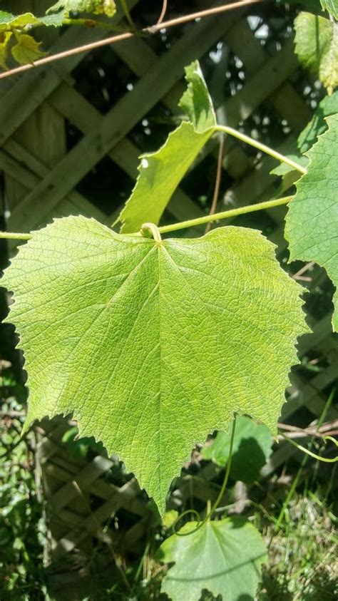 Concord grape leaf stock image. Image of concord, grape - 120238057