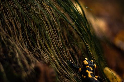 Fire Salamander - Free photo on Pixabay - Pixabay