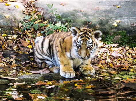 10,000+ Free Tiger Cub & Tiger Images - Pixabay