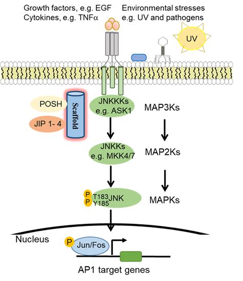 c-Jun N-terminal kinase (JNK) signaling pathway activation. In response ...