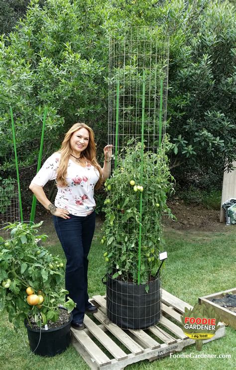 Tall Metal Tomato Support Cages | The Foodie Gardener™