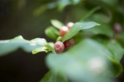 Invading Appalachia: Non-native plants introduced by gardeners threaten WNC ecosystems ...