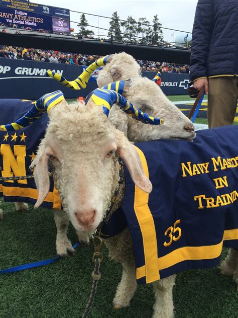 Naval Academy's goat mascot passes away