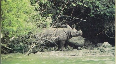 Javan Rhino at the Ujung Kulon National Park, West Java - #Indonesia | West java, National parks ...