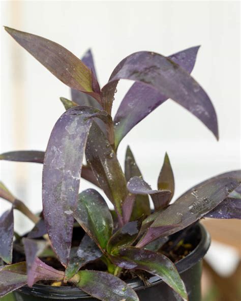 Tradescantia pallida, Purple Queen, Wandering Jew, Purple Heart | PlantVine