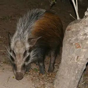 Bushpig - Facts, Diet, Habitat & Pictures on Animalia.bio