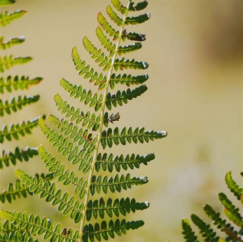 Premium Photo | The green fern leaf