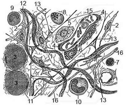 Loose connective tissue. 1. Fibroblasts. 2. Fibrocytes. 3. Fat cells.... | Download Scientific ...