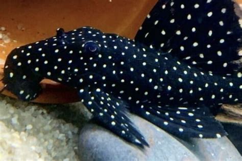 Vampire Pleco: Nurturing The Striking Armored Catfish - Badman's Tropical Fish