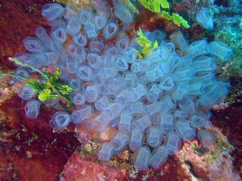 Tunicates in the Marine Aquarium | Filter Feeders | AlgaeBarn