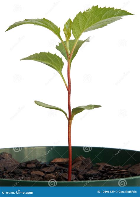 1,413 Apple Seedling Stock Photos - Free & Royalty-Free Stock Photos ...