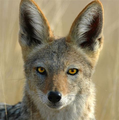 a close up of a fox looking at the camera with an intense look on its face