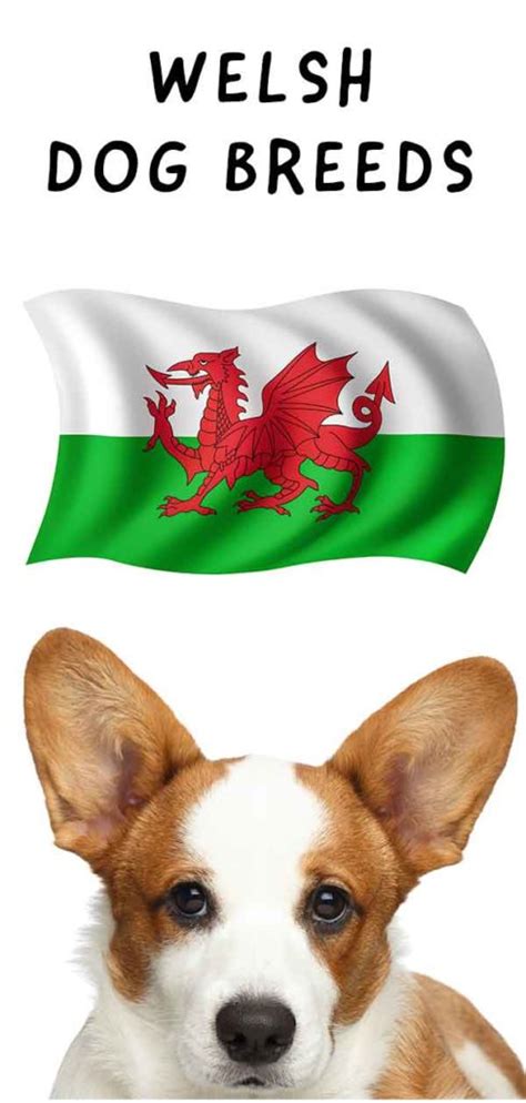 Welsh Dog Breeds - The Iconic Dogs Of Wales