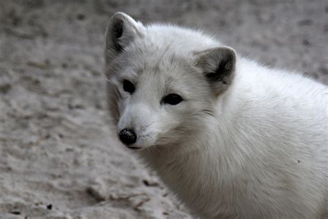 Arctic fox (Vulpes lagopus) - ZooChat