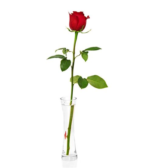 Single Rose | Single Rose Delivery