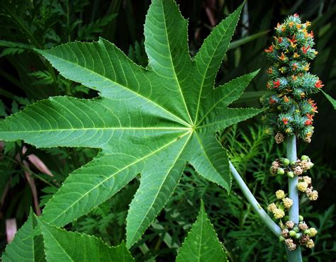 Castor Oil Plant: FLOWER (Bangla = ভেরেন্ডা ) | ------------… | Flickr