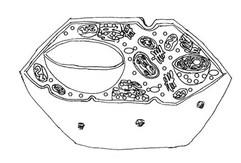 cell organelles diagrams 2 Diagram | Quizlet