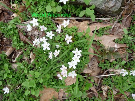 APPALACHIAN TRAIL WILD FLOWERS AND SELECTED PLANTS - OUTDOORS INSPIRED