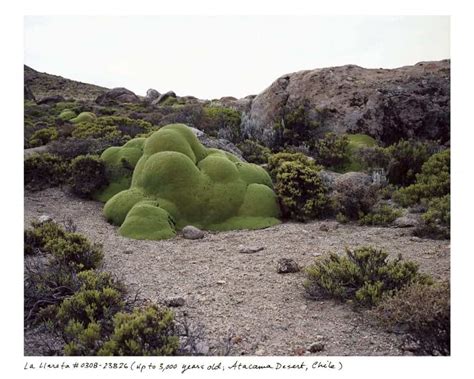 Photographing the oldest living things in the world