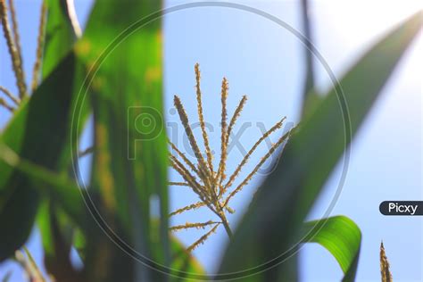 Image of Corn Harvesting in India-WV857716-Picxy