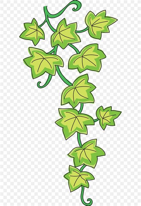 Common Ivy Drawing Vine Clip Art, PNG, 596x1200px, Common Ivy, Artwork ...