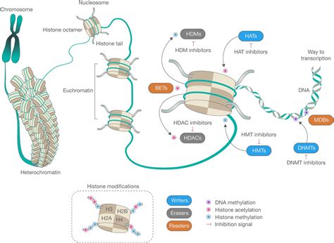 Frontiers | The pharmacoepigenetic paradigm in cancer treatment