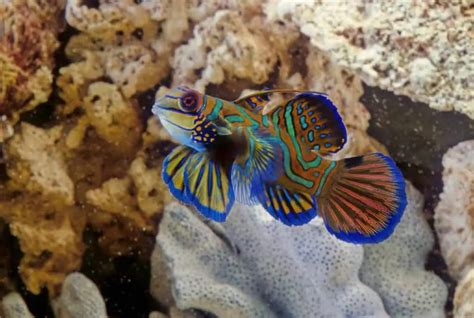 Green Mandarin Dragonet Care Guide | Diet | Tank | Lifespan | Cost ...