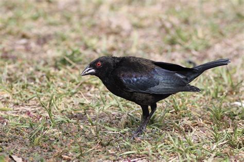 The Bronzed Cowbirds of Southern Florida by Alex Lamoreaux | Nemesis Bird