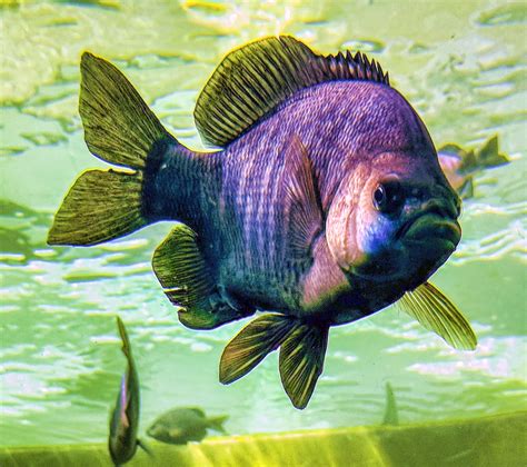 Big Fish Free Stock Photo - Public Domain Pictures