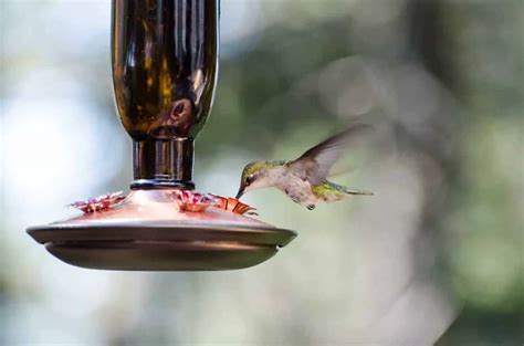 Best Hummingbird Feeders for 2020 - Wild Bird World