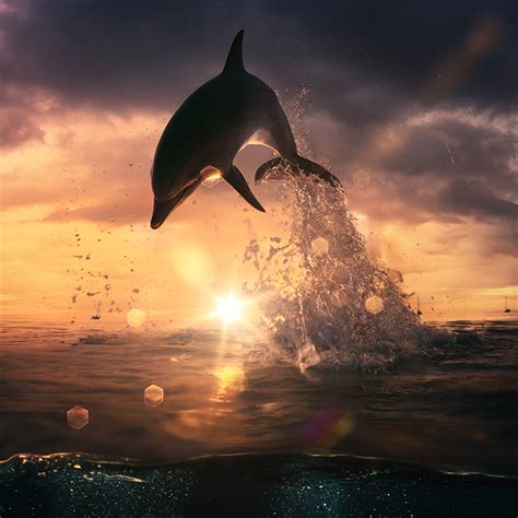 Dolphin Jumping from Ocean - Gallery Corner