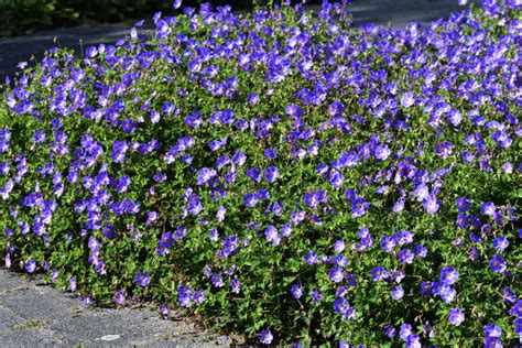 Do Deer Eat Geraniums? The Most Deer Resistant Geranium Varieties - Deer Gardener