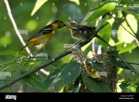 Baltimore Oriole, Bird, Nest, Stock Photos & Baltimore Oriole, Bird ...