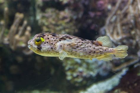 10 Popular Saltwater Puffer Fish Species - Build Your Aquarium