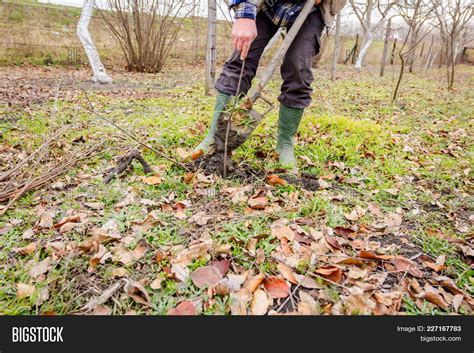 Gardener Using Shovel Image & Photo (Free Trial) | Bigstock