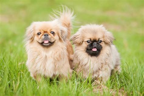 14 Pekingese Colors And Color Combinations, And 7 Markings