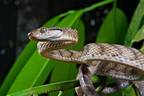 Brown Tree Snakes Twist Themselves into 'Lassos' to Climb | Scientific American