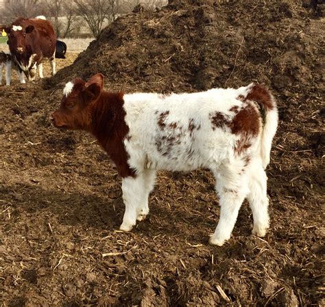 From Rockin L Ranch | High Quality Red, White & Roan Calf | #BreedLautnerc | Matt Lautner Cattle