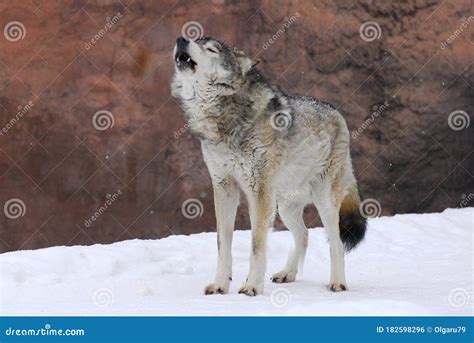 A Howling Song Grey Wolf in the Winter Stock Photo - Image of beast, natural: 182598296