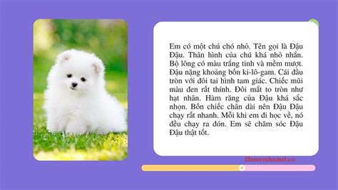 Tả Con Chó Poodle - Đặc Điểm, Tính Cách Và Cách Chăm Sóc