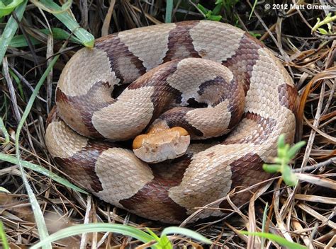 Living Alongside Wildlife: 5 Ways How to Tell the Difference Between Cottonmouths (Water ...