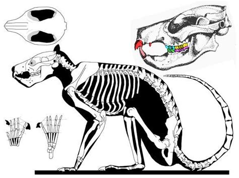 Escenarios prehistóricos: Plesiadapis