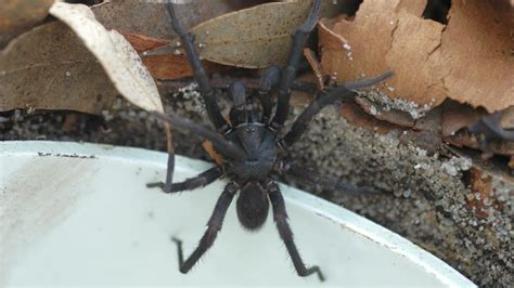 Australian Zoo Wants You To Catch Deadly Venomous Spiders | Gizmodo Australia