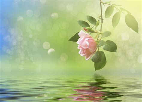 Rose on stem reflected in water with blurred background 2030256 Stock ...