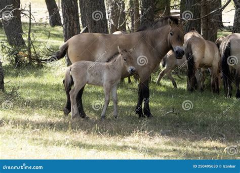 Baby Newborn Przewalski Horse Portrait in Summer Stock Photo - Image of landscape, wild: 250495630