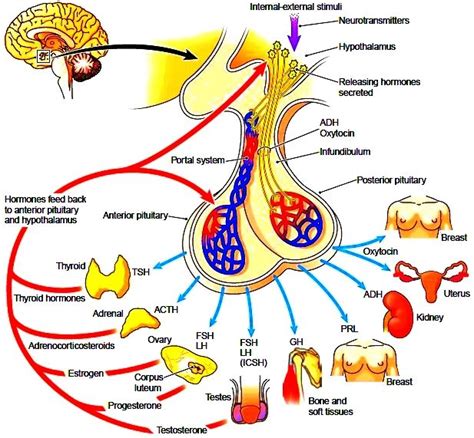 The hypothalamus, pituitary gland, and target tissues (With images ...